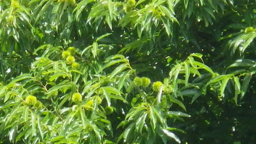 c0300035_133136100.jpg