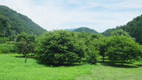 c0300035_1331432.jpg