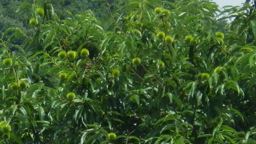 c0300035_13315516.jpg