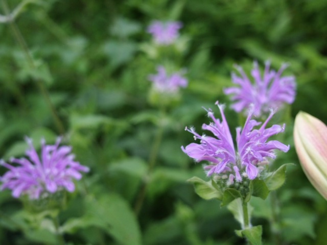 c0117239_8544232.jpg