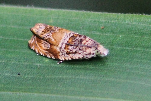 c0172139_1315975.jpg