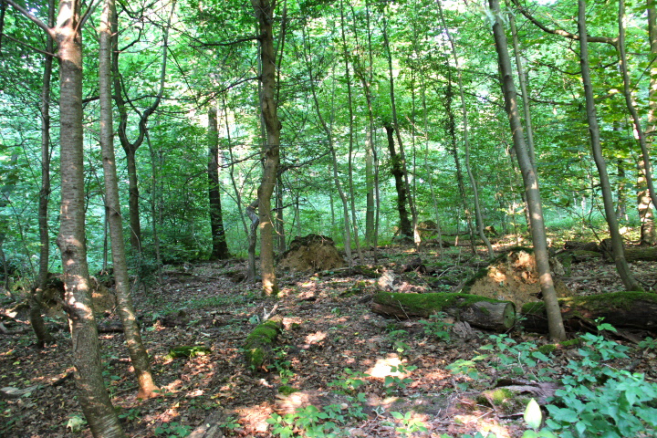 c0153740_1812364.jpg