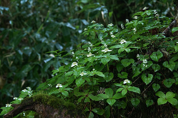 f0214649_16334790.jpg