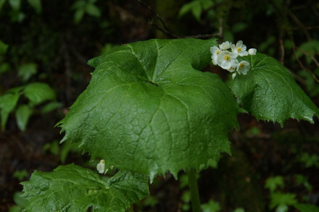 f0214649_9541041.jpg