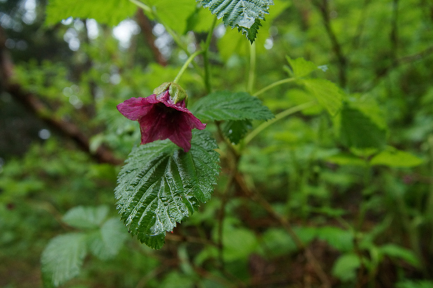 f0214649_958411.jpg