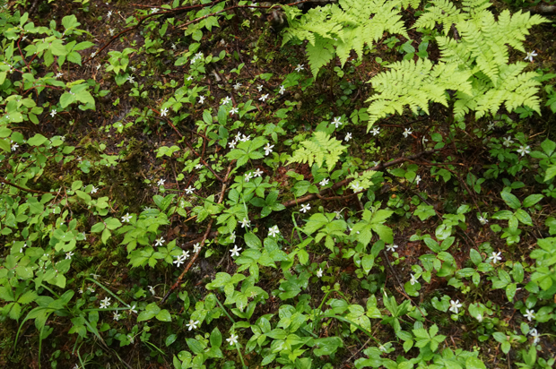 f0214649_9595771.jpg