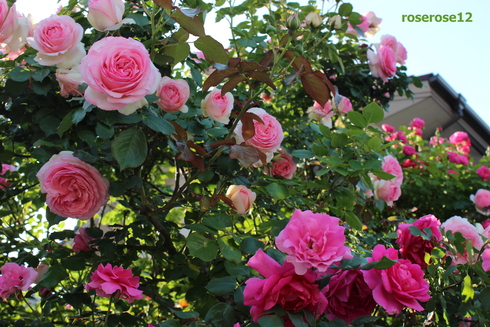 a0249051_232642100.jpg