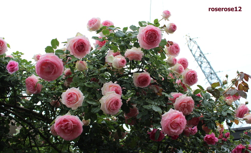 a0249051_2329614.jpg