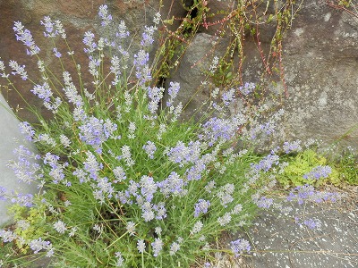 e0004756_2224192.jpg