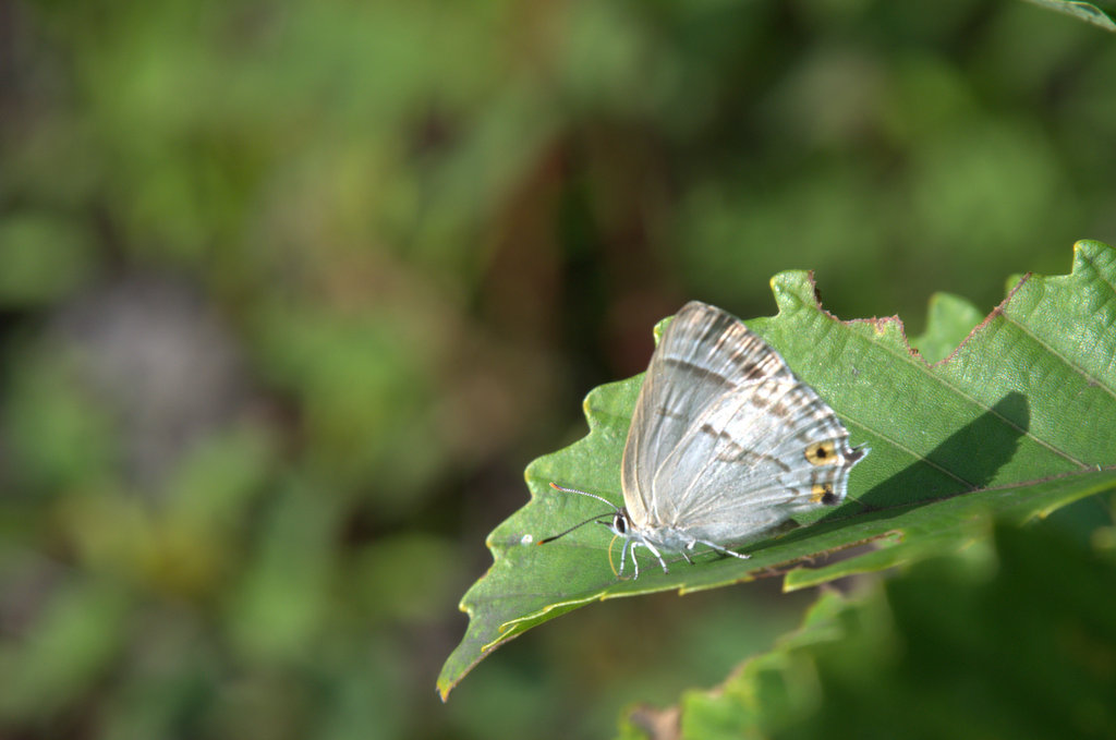 d0098057_4241119.jpg