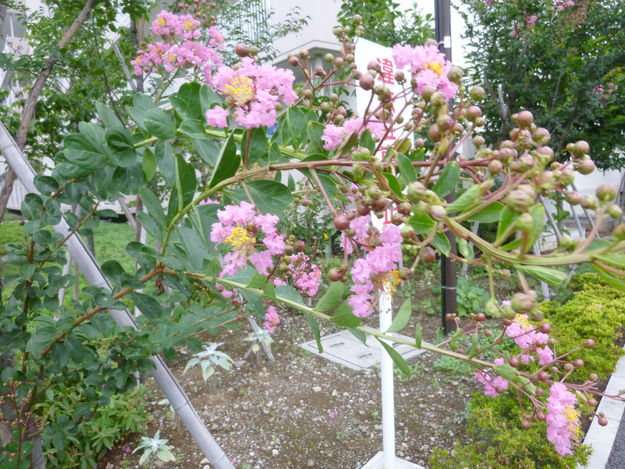 e0298866_95239.jpg