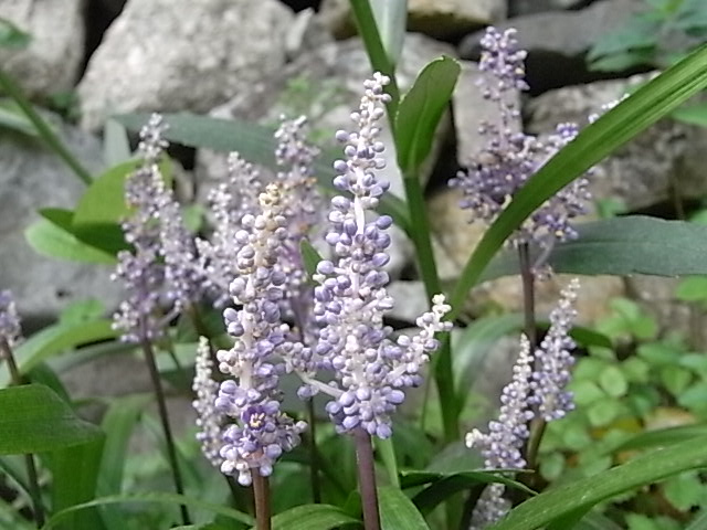 a0146070_5305045.jpg