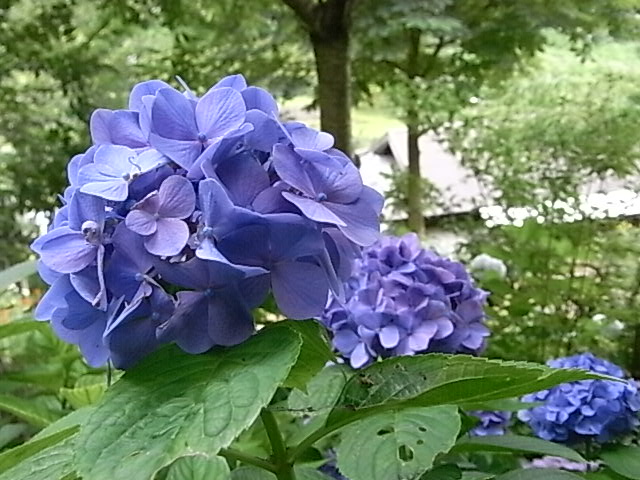 a0146070_5343253.jpg