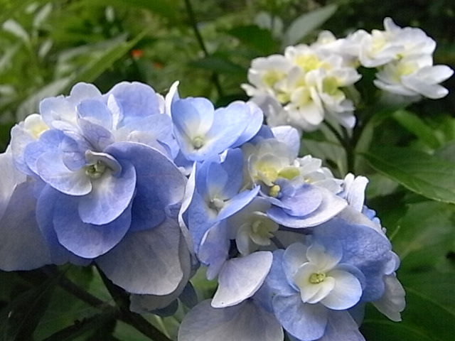 a0146070_5482598.jpg