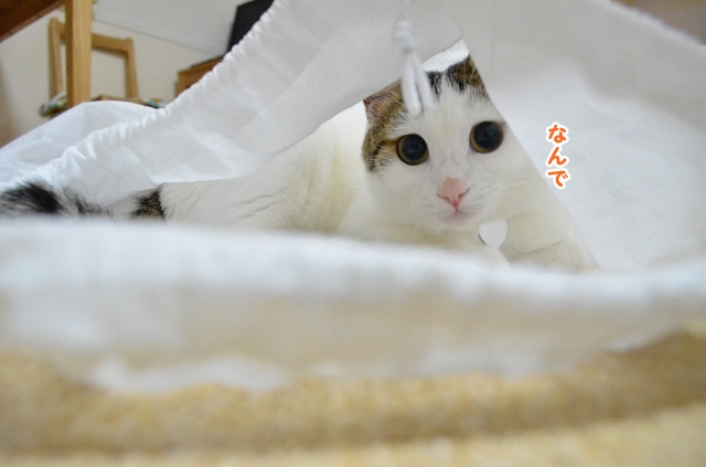 a0266372_2021341.jpg