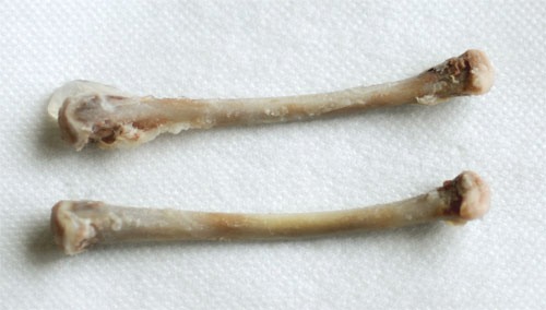 c0196673_8384477.jpg