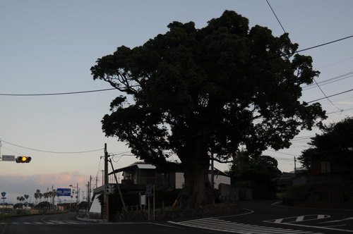a0043276_7401421.jpg