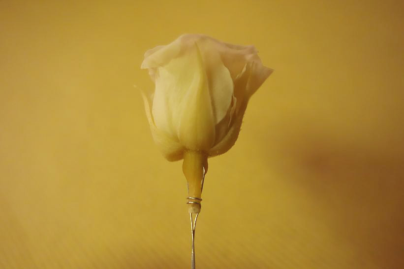 c0069389_17171377.jpg