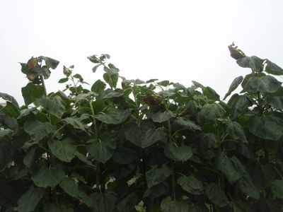 f0132230_23365830.jpg