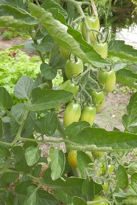 e0004756_13142256.jpg