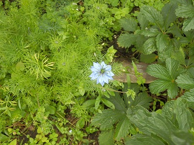 e0004756_20777.jpg