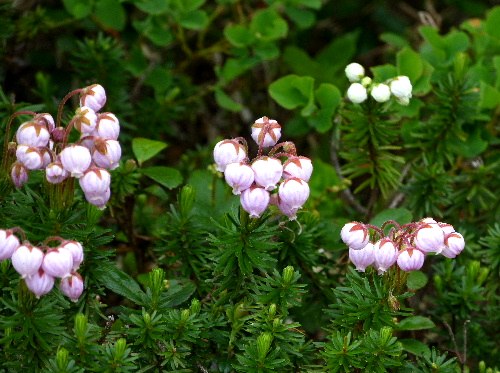 d0084473_21325648.jpg