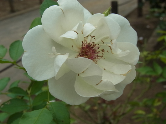 c0209377_21354890.jpg