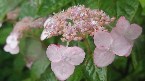 e0024081_2232310.jpg