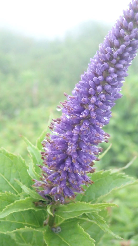 e0024081_2283445.jpg