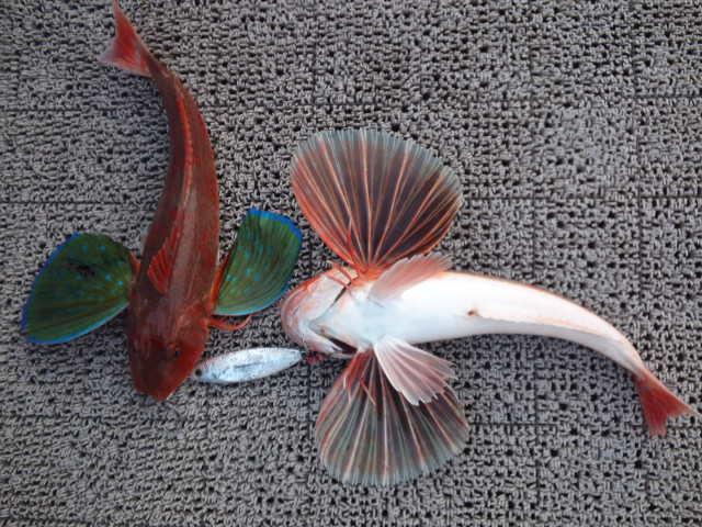 d0224204_20123245.jpg