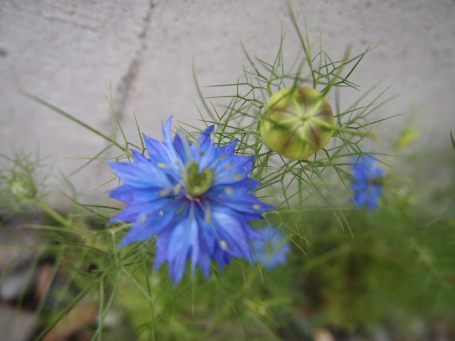 c0117239_8333020.jpg