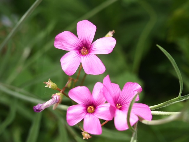 c0117239_8361447.jpg