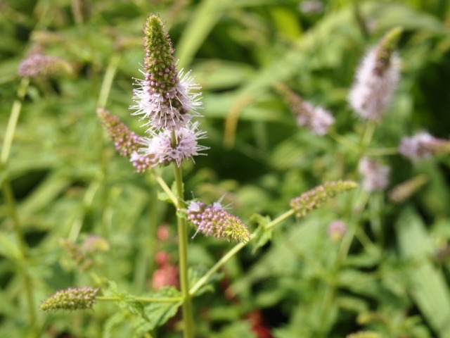 c0117239_8364323.jpg