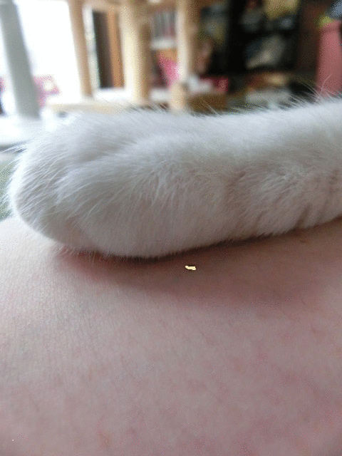 c0194042_11233853.gif