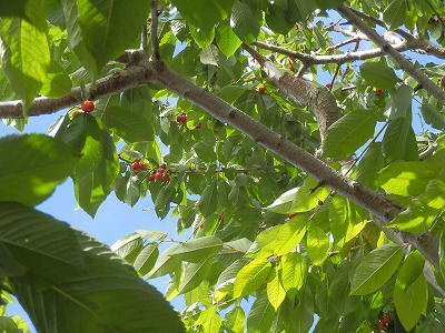 e0004756_19565292.jpg