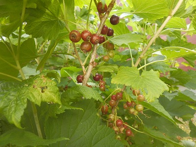 e0004756_2053669.jpg