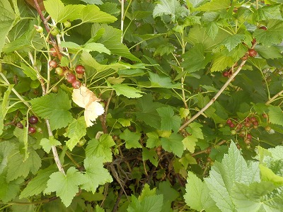 e0004756_205841.jpg