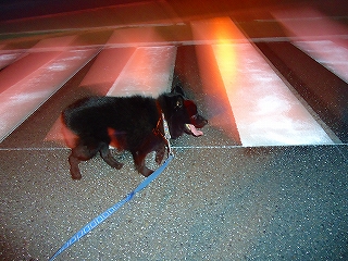 e0002466_1133980.jpg