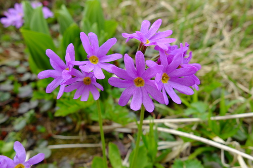 e0304001_1611296.jpg