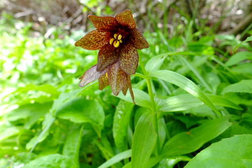 e0304001_1615562.jpg