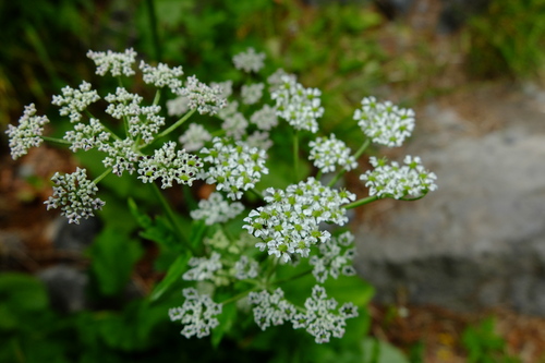 e0304001_16211390.jpg