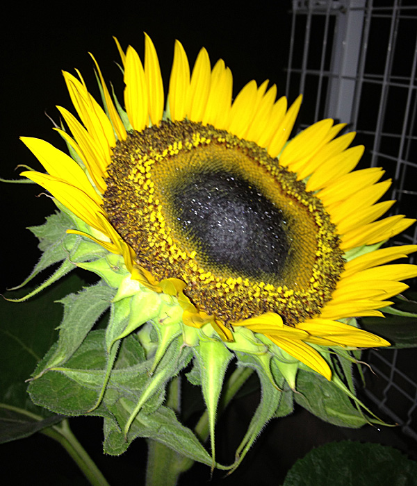 a0000006_028205.jpg