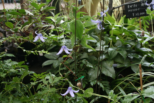 a0139007_12321052.jpg