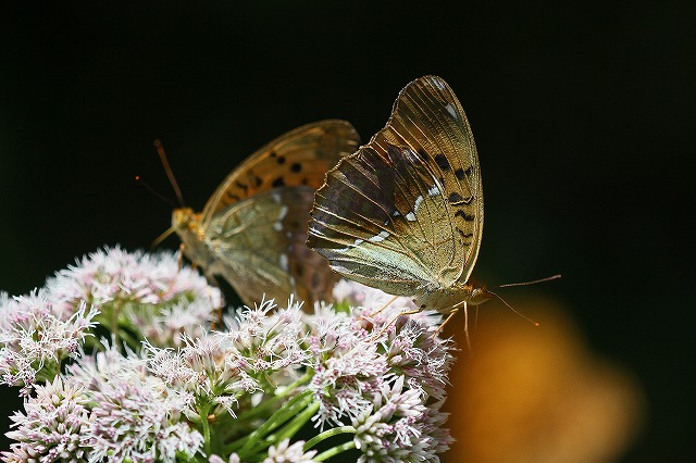 a0242438_21285765.jpg