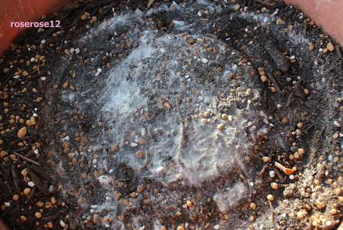 a0249051_510319.jpg