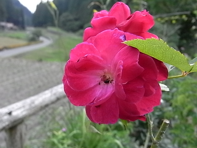 a0146070_57967.jpg