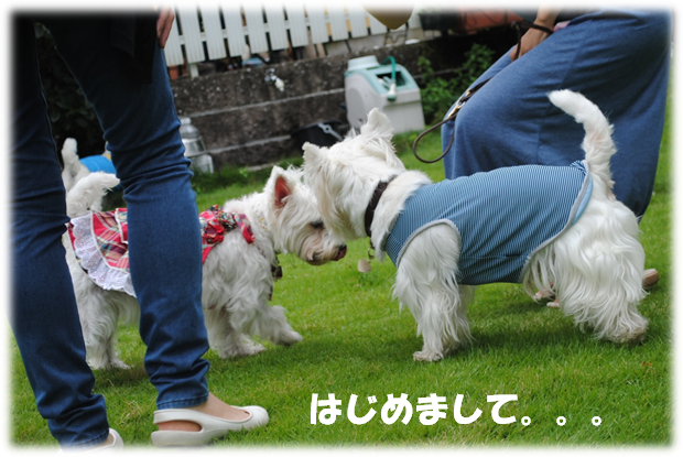 b0242873_5535432.png
