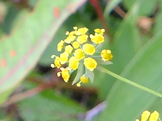 e0145782_15424029.jpg