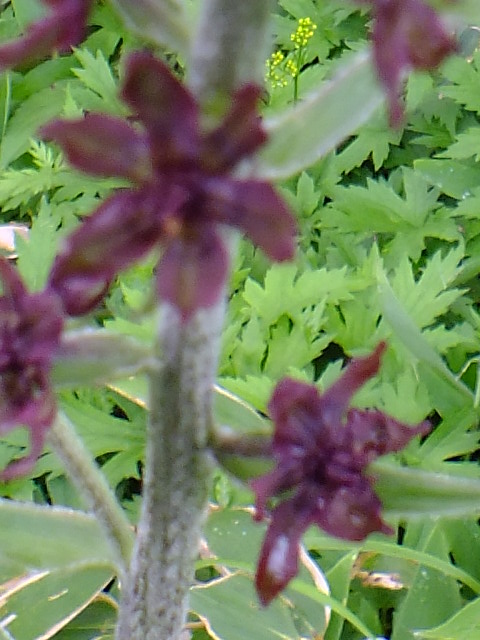 e0145782_15442568.jpg