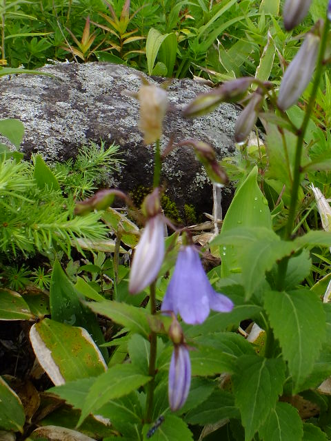e0145782_15475988.jpg